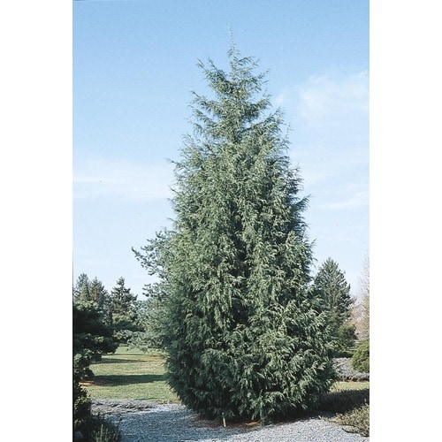 2.25-Gallon Naylor's Blue Leyland Cypress Screening Tree (L5088) in the ...