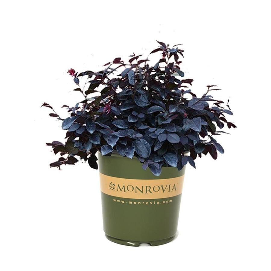 Monrovia 1-Gallon Red Loropetalum Glow Horizon; Flowering Shrub in Pot ...