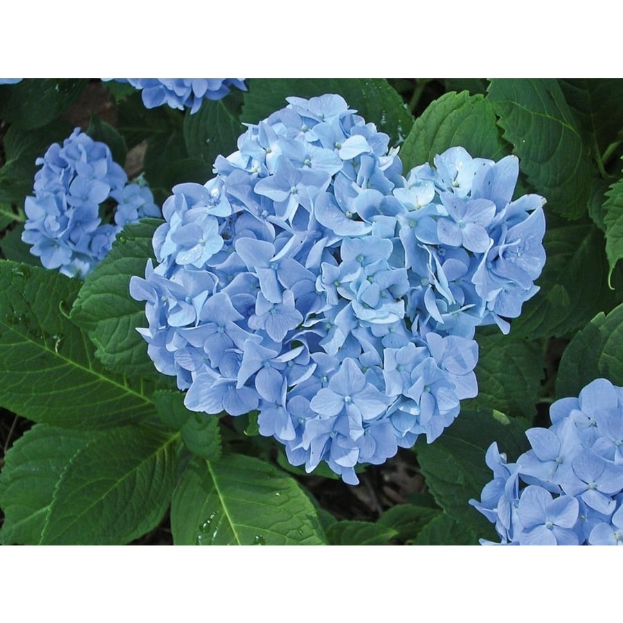 Monrovia 1-Gallon Multicolor Mini Penny Hydrangea Flowering Shrub in ...