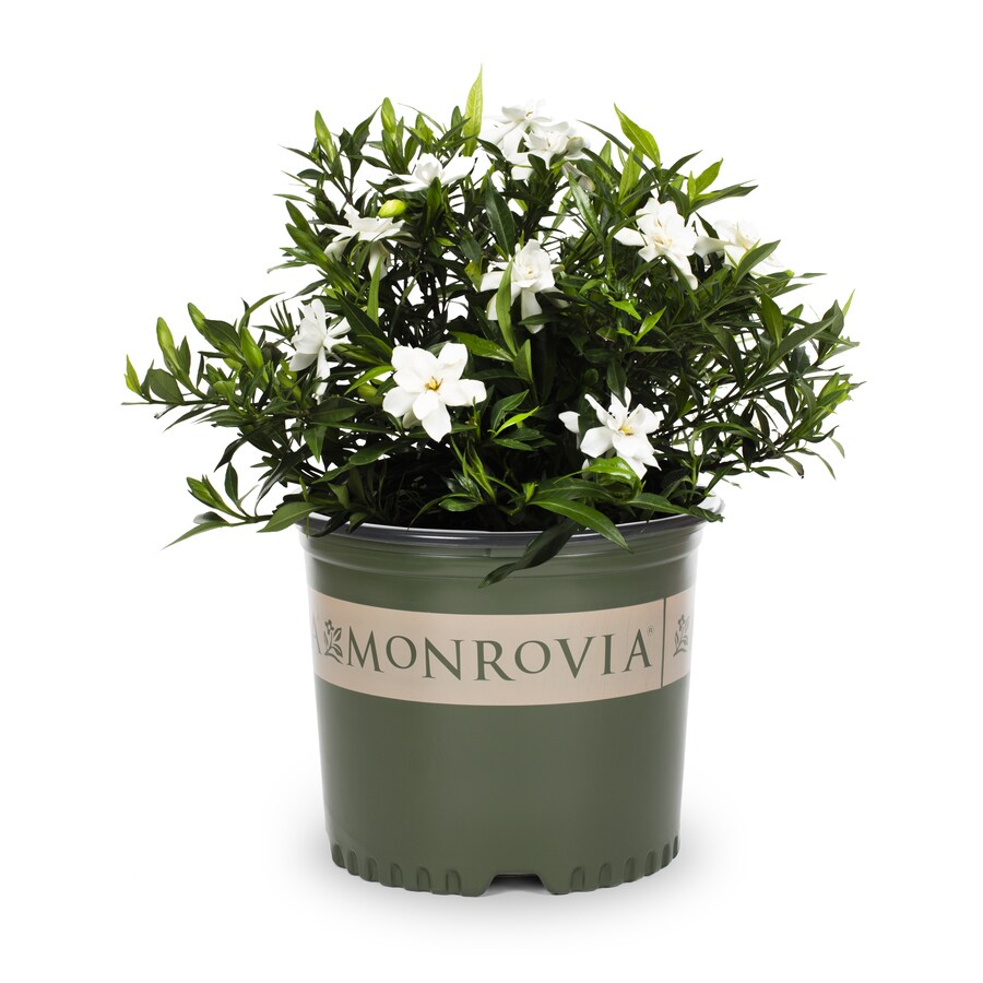 Monrovia 2 25 Gallon White Heaven Scent Gardenia  