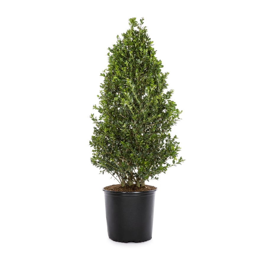 2.25-Gallon Green Highlander Japanese Holly Foundation/Hedge Shrub in ...