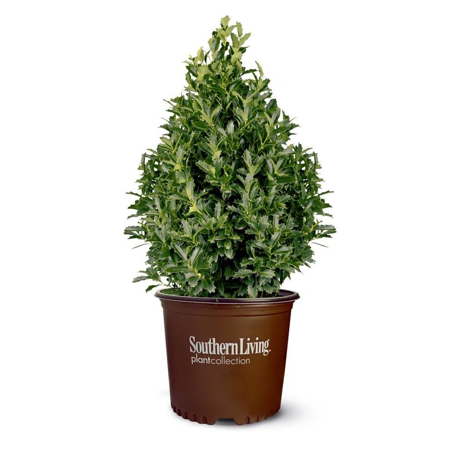 Southern Living 3.25-Gallon Green Oakland; Holly Feature Shrub in Pot ...