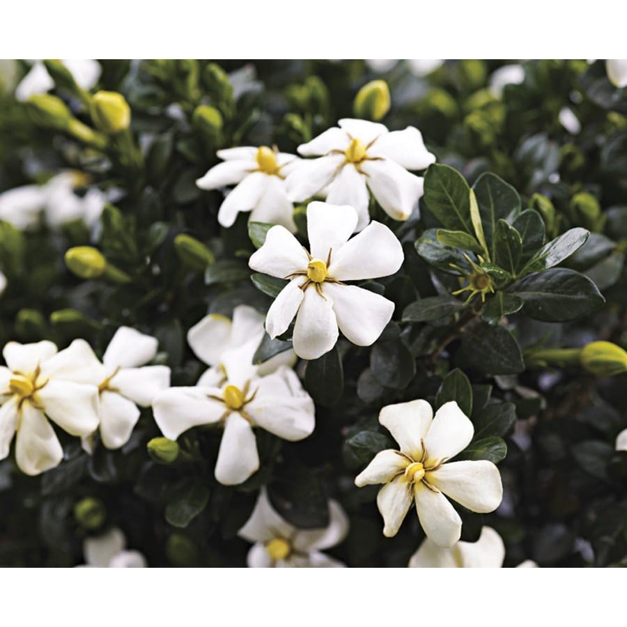 White Heaven Scent Gardenia  Flowering Shrub in Pot With 