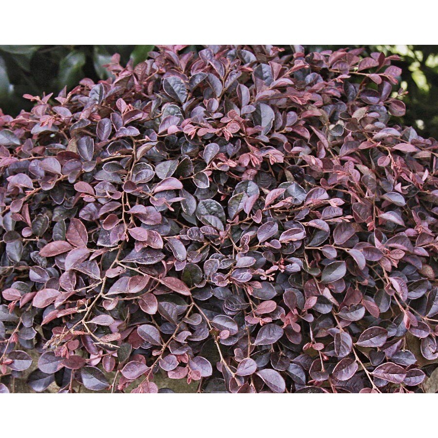 Pink purple pixie loropetalum accent shrub in pot with soil l23335