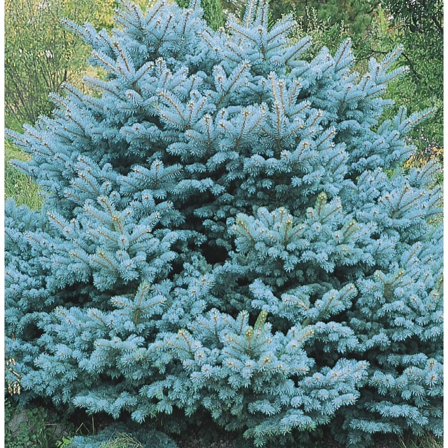 9.6-Gallon Colorado Blue Spruce Globe Feature Tree (L14441) at Lowes.com