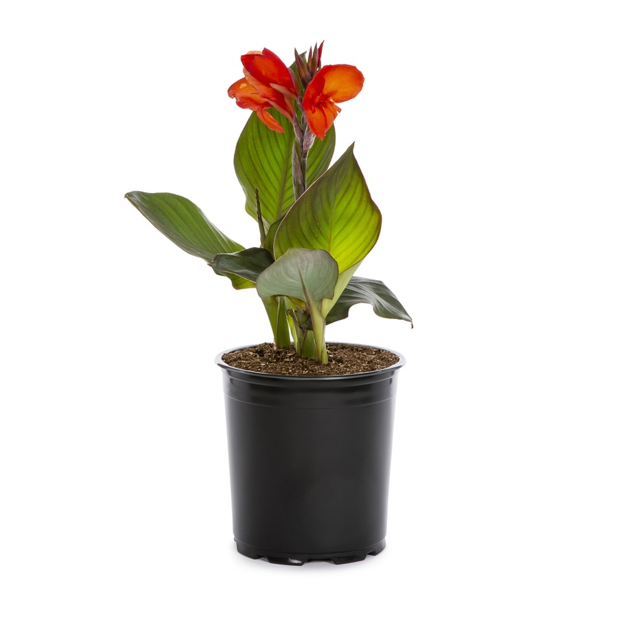 3Quart Potted Canna Lily (LB3461B) at