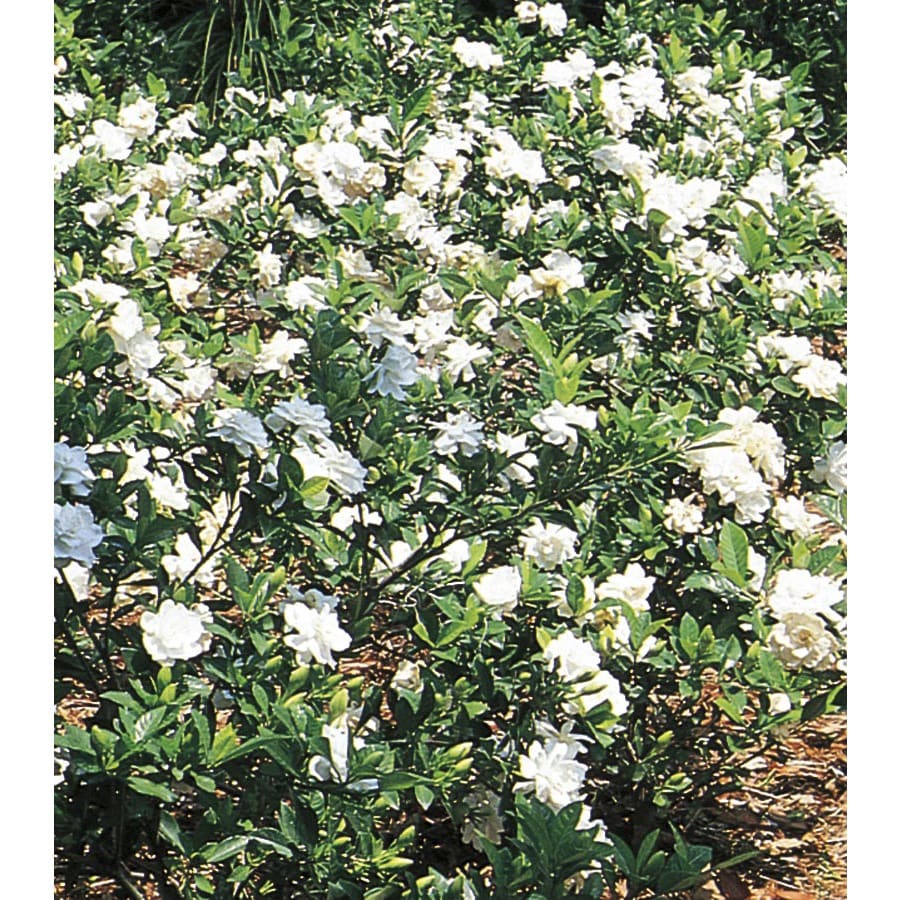 White Gardenia Flowering Shrub in Pot (With Soil) (L5150) at Lowes.com