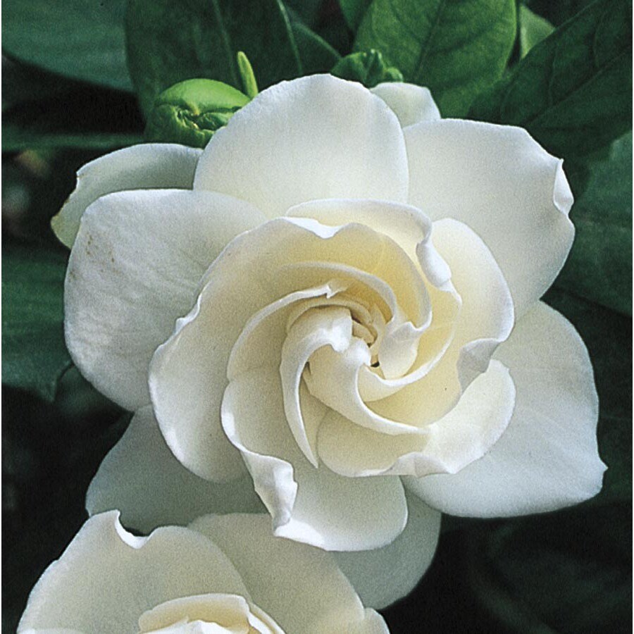Shop 3-Gallon White Chuck Hayes Gardenia Flowering Shrub (L14567 ...