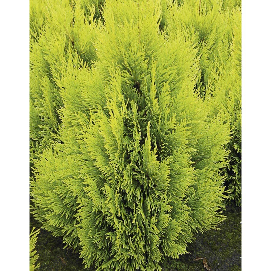 4ever Gold Arborvitae Feature Shrub in Pot (With Soil) (L21565) at ...