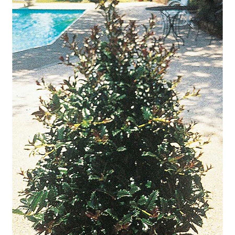 shop-cardinal-holly-feature-shrub-in-pot-with-soil-l14770-at-lowes
