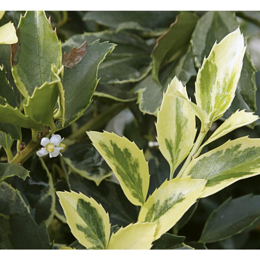 2.62Gallon Honey Maid Blue Holly Foundation/Hedge Shrub (LW02138) at