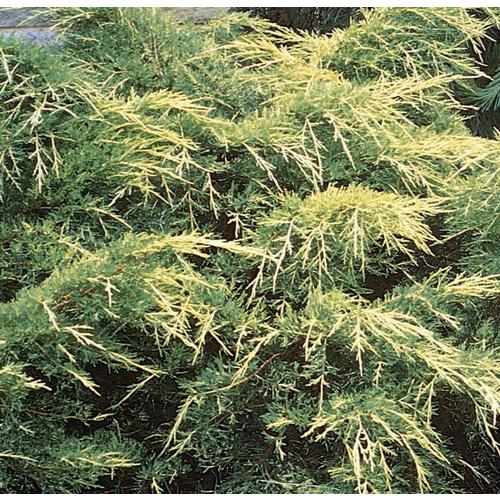 2.5-Quart Gold Lace Juniper Accent Shrub in Pot (L14378) at Lowes.com