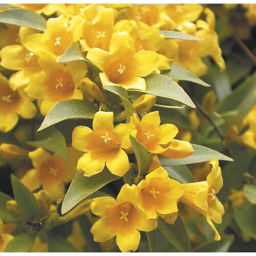 Jasmine Duet (Lw03639) at