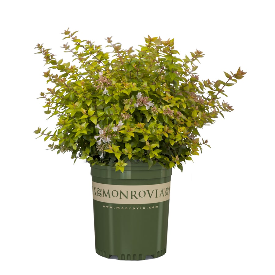 Monrovia 3-Gallon White Kaleidoscope Abelia Flowering Shrub in Pot ...