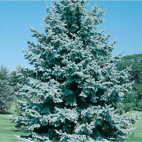 2.5Quart Colorado Blue Spruce Feature Tree in Pot (L3937) in the Trees