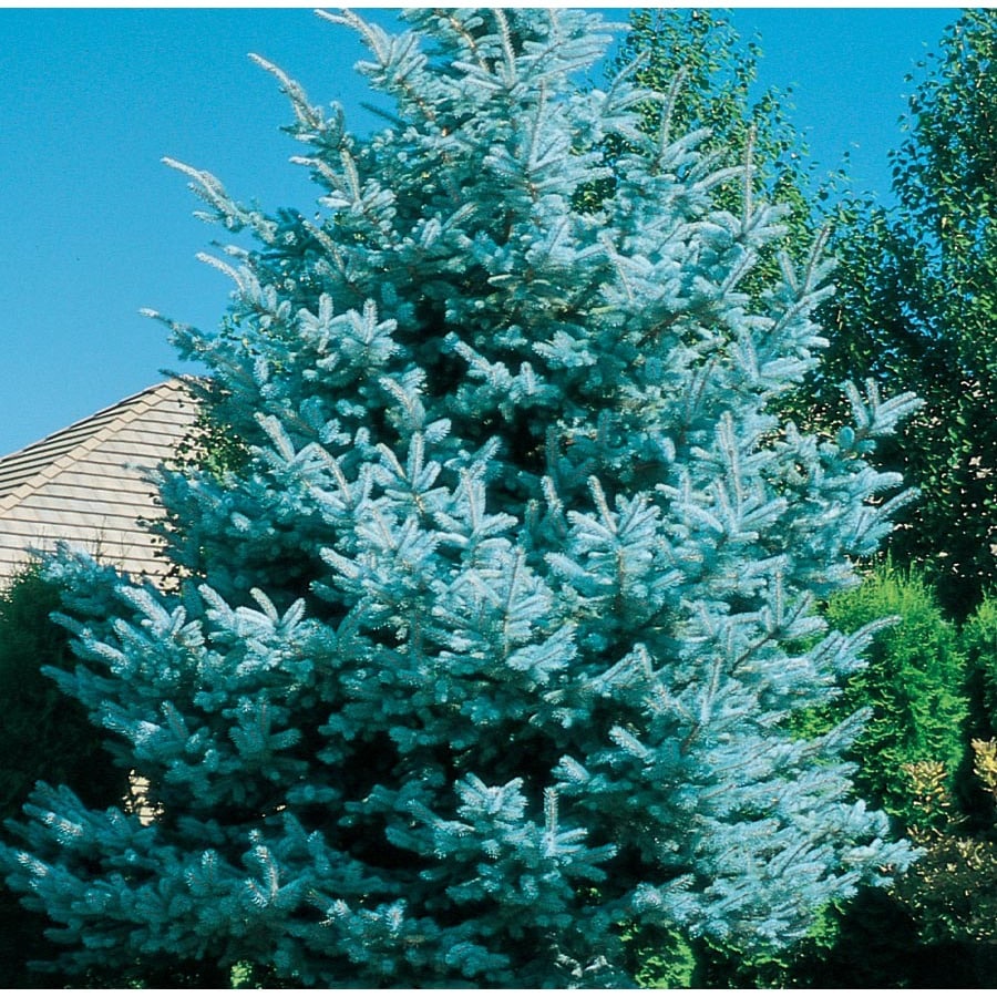 2-25-gallon-baby-blue-colorado-spruce-feature-tree-lw03826-at-lowes