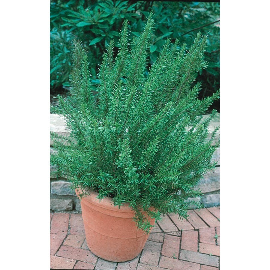 rosemary tree lowes 28 images shop 2 5 gallon blue rosemary tree lowes 28 images shop 2 5 gallon blue