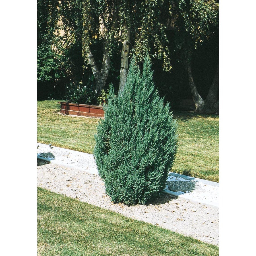 Blue Point Juniper Feature Shrub in Pot (With Soil) (L3785)