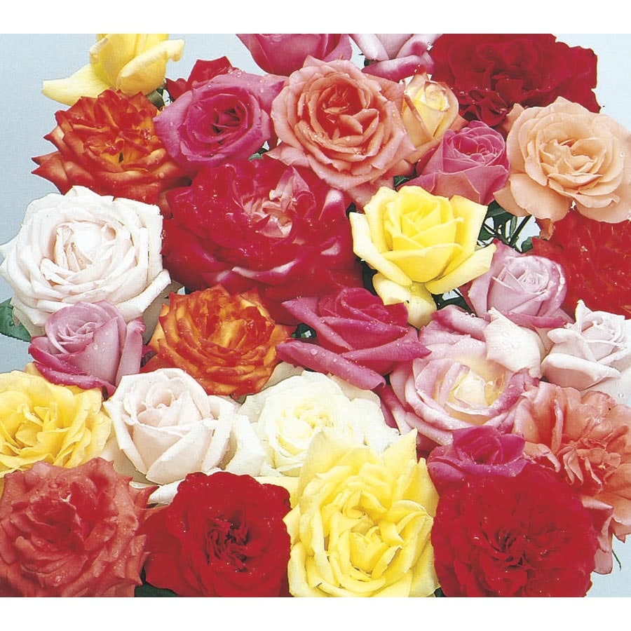 Lowe's ROSE 1.5 GRADE PACKAGED in the Roses department at Lowes.com