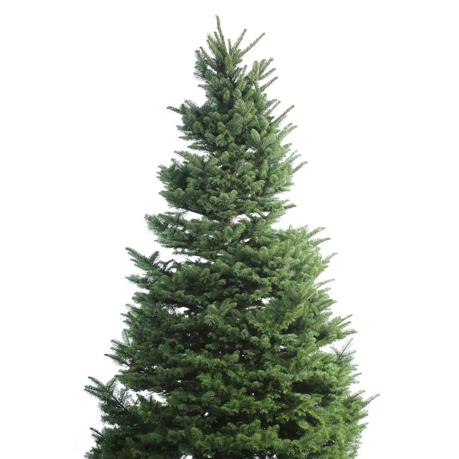 10'11' FreshCut Noble Fir Christmas Tree in the Fresh Christmas Trees