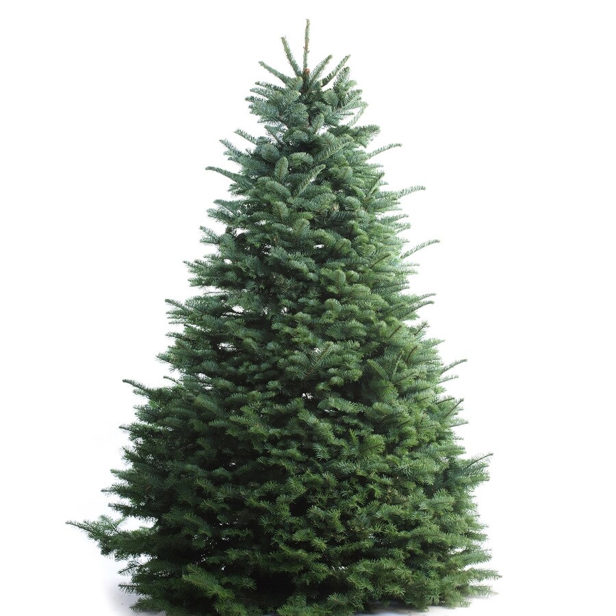  9740 5'-6' Fresh-Cut Noble Fir Christmas Tree