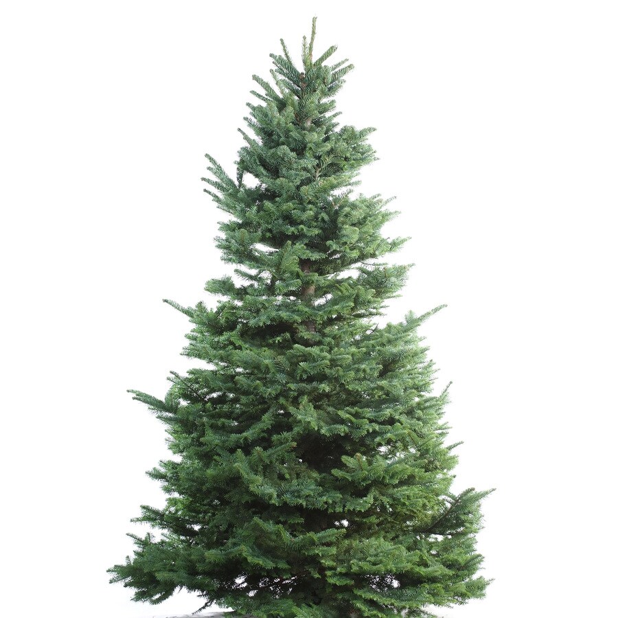 Christmas Tree Pine Green Realistic Super Thick 150 180 210 240 Natural 
