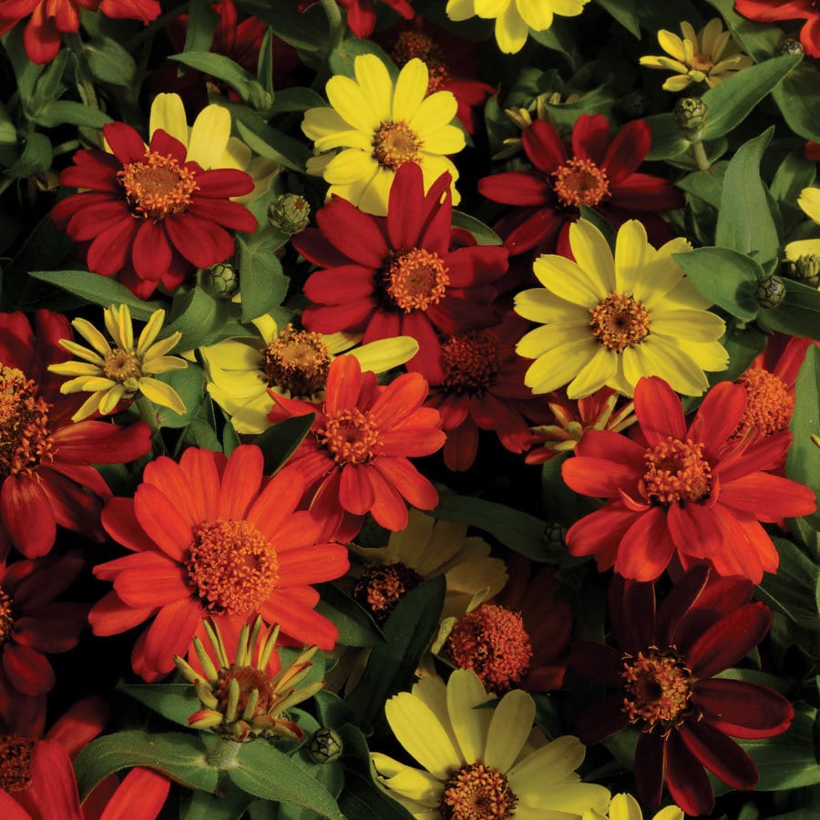 Burpee Zinnia Seeds at Lowes.com