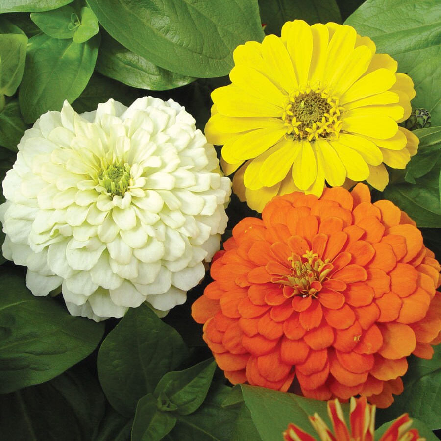 Burpee 35119 Zinnia Seeds