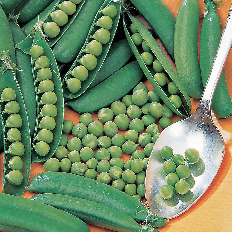 Burpee 65484 Pea Seeds