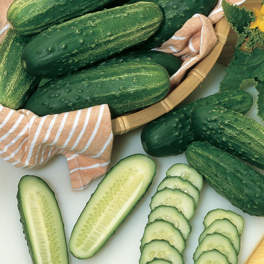 Burpee Cucumber Seeds In The Flower Seeds Department At