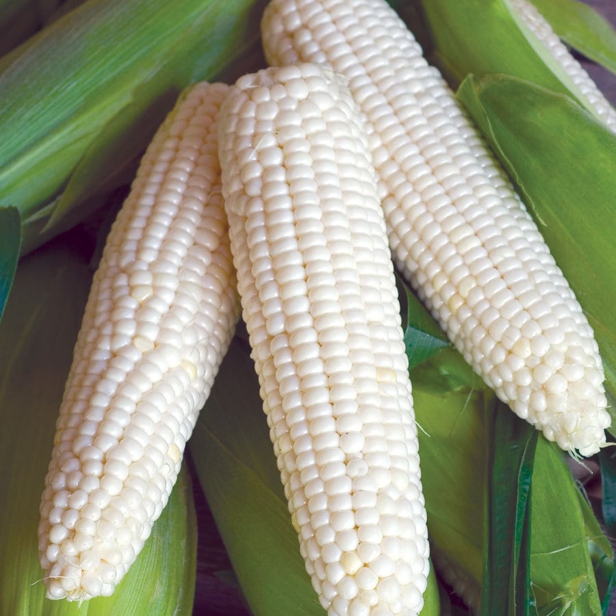 Write A Review About Bur Triple Crown Xp White Hybrid Sweet Corn Bur Triple Crown Xp White Hybrid Sweet Corn Seed Packet