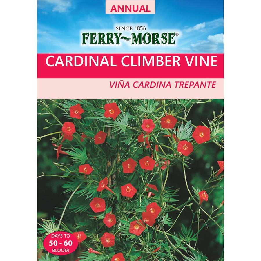 FerryMorse 700Milligrams Cardinal Climber Vine Seeds (L0000) at