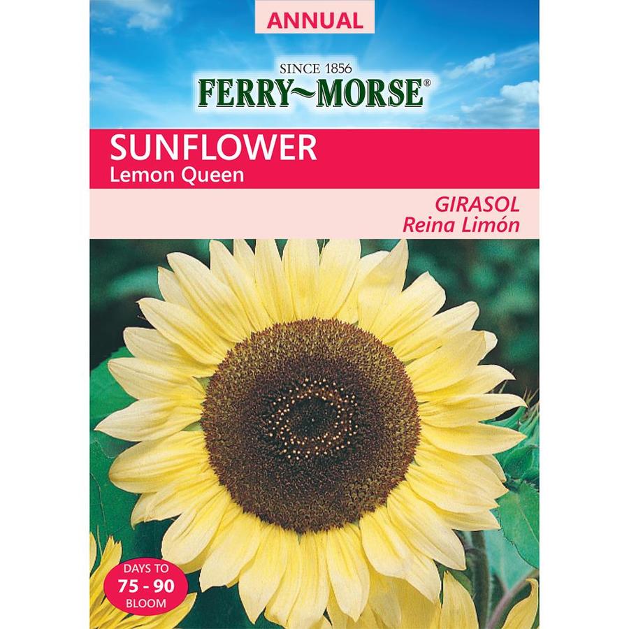 Ferry-Morse 1.7-Grams Sunflower Seeds (L0000) at Lowes.com