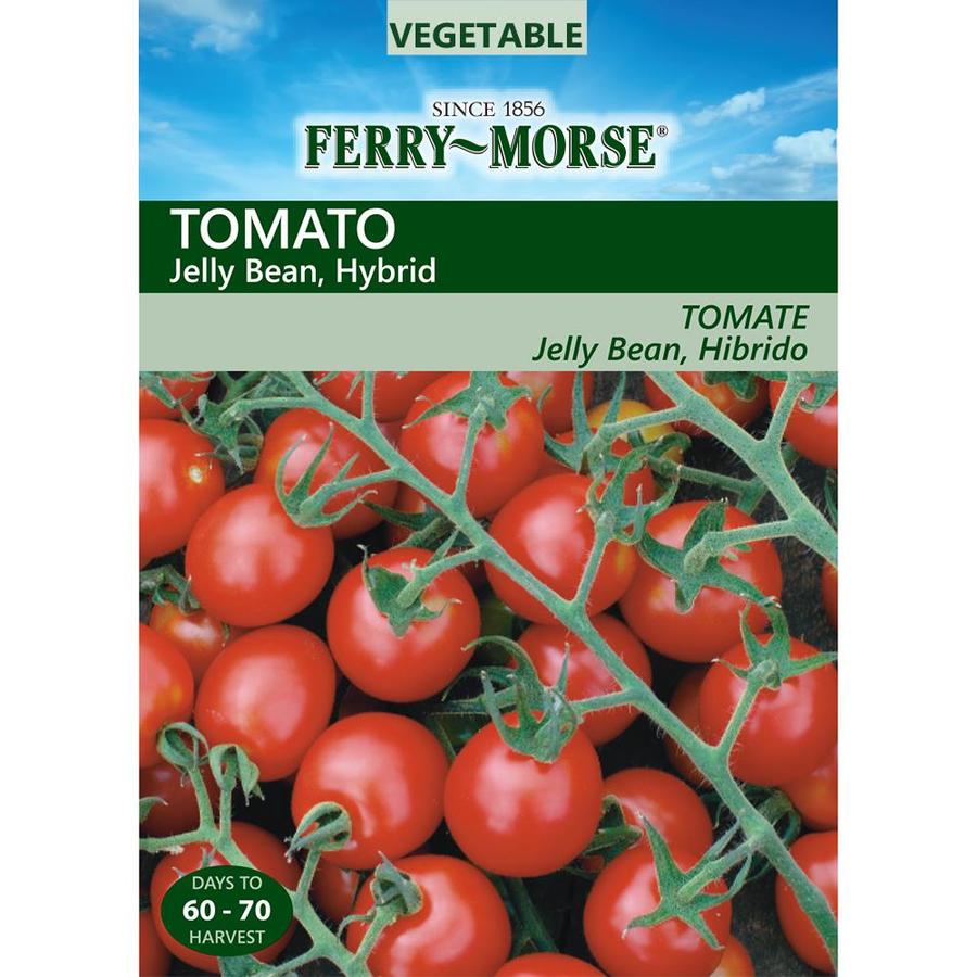 Ferry-Morse 15-Count Tomato Jelly Bean Hybrid (L0000) at Lowes.com