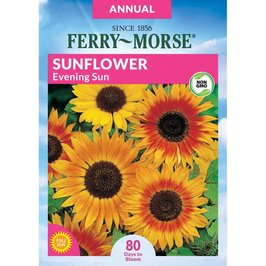 Ferry Morse 3 Grams Sunflower Seeds L0000 In The Flower Seeds Department At Lowes Com