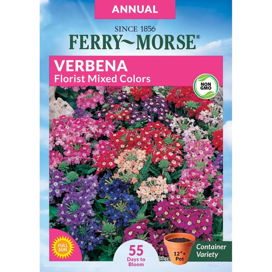 FerryMorse FerryMorse 450 Milligram(s) Verbena Florist Mixed Colors