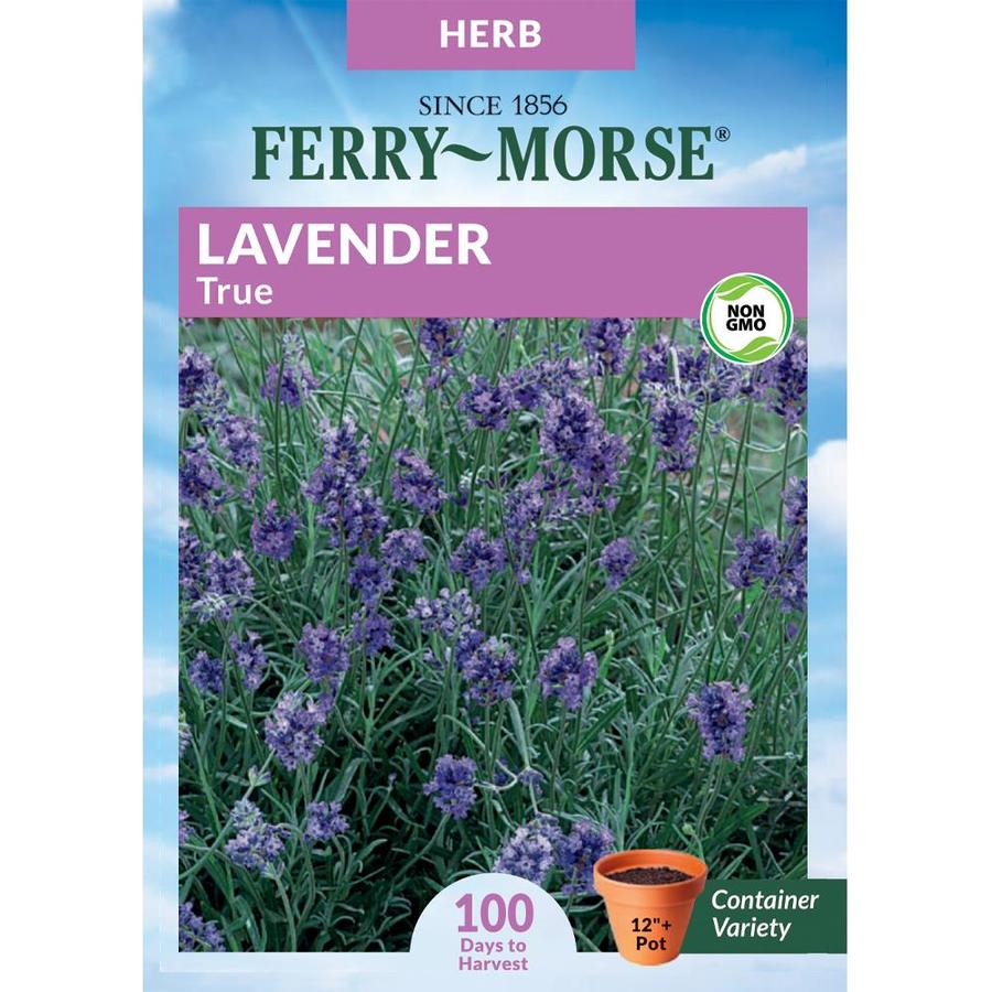 FerryMorse 400 Milligram(s) Lavender True Herb (Seed Packet) in the