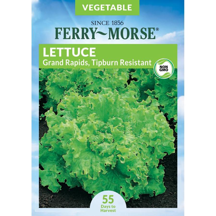 FerryMorse 2 Gram(s) Lettuce Grand Rapids Vegetable (Seed Packet) in