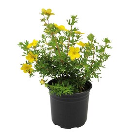 2.25-Gallon-Pack Yellow Potentilla Flowering Shrub in Pot (L3942)