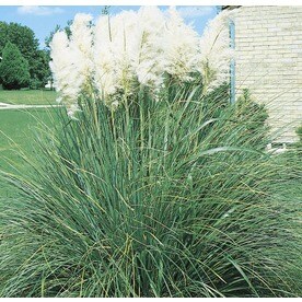 Shop Ornamental Grasses at Lowes.com