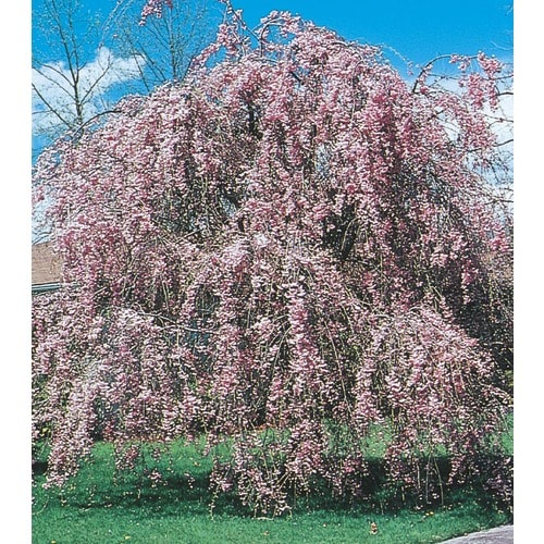 6.08-Gallon Pink Pink Weeping Cherry Feature Tree in Pot (L1010) in the ...