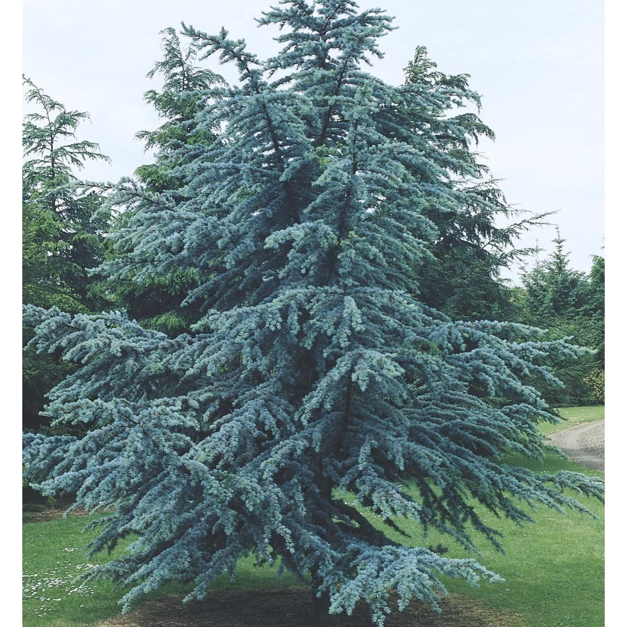 6-Gallon Blue Atlas Cedar Feature Tree (L4673) at Lowes.com