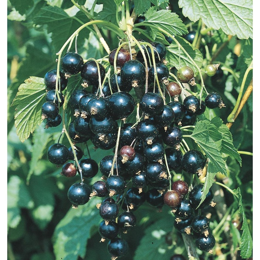 1-Gallon Black Currant Small Fruit (L10503) at Lowes.com