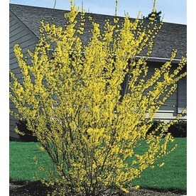 2.25-Gallon Yellow Forsythia Flowering Shrub in Bare Root (L3184)