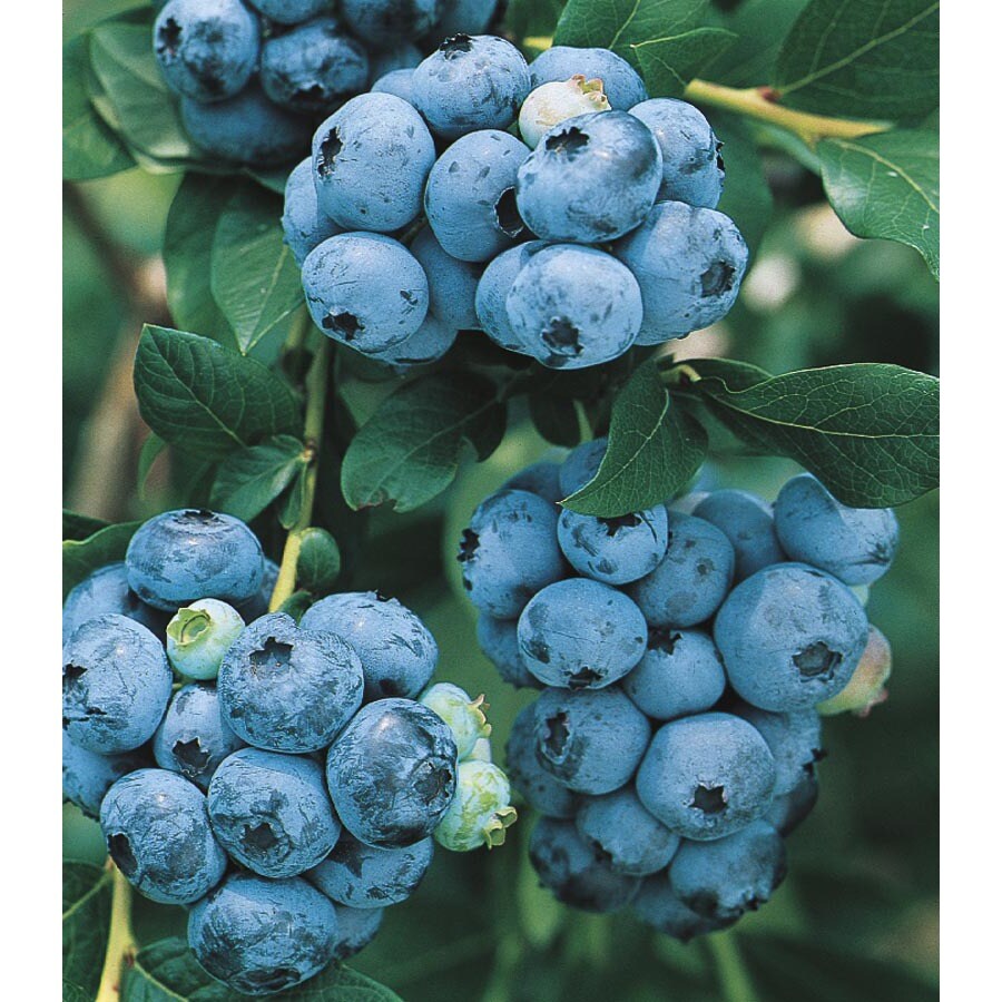 2.5Quart Blueberry Small Fruit (L6021) at