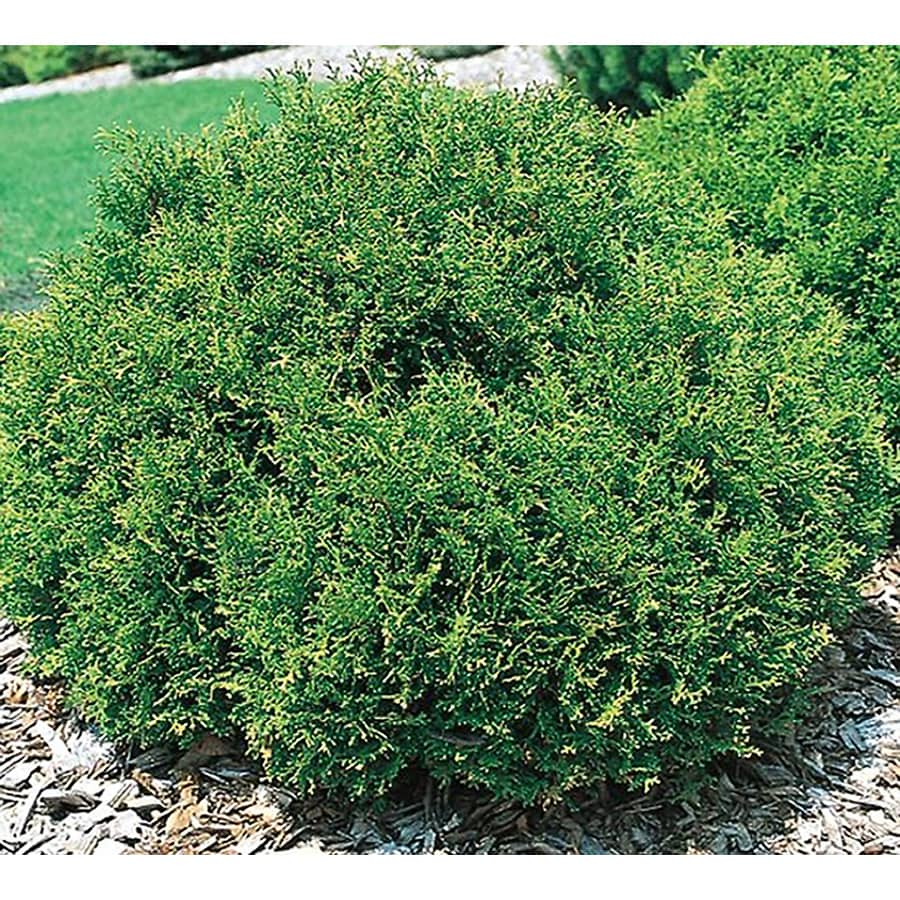 Hetz Midget Arborvitae Accent Shrub in Pot (With Soil) (L5389) at Lowes.com