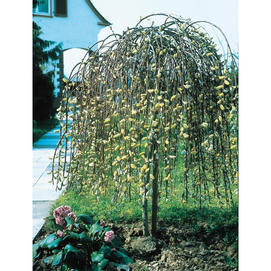 Shop 5.5-Gallon Pink Weeping Pussy Willow Tree Feature ...