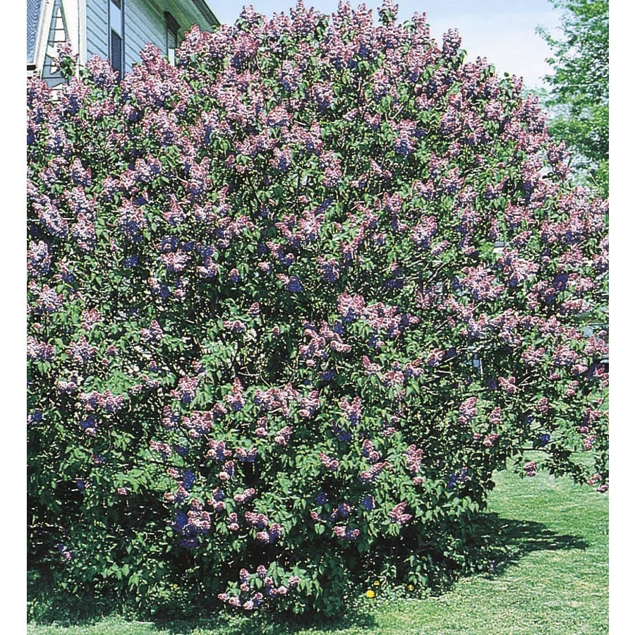 bushes with purple flowers
