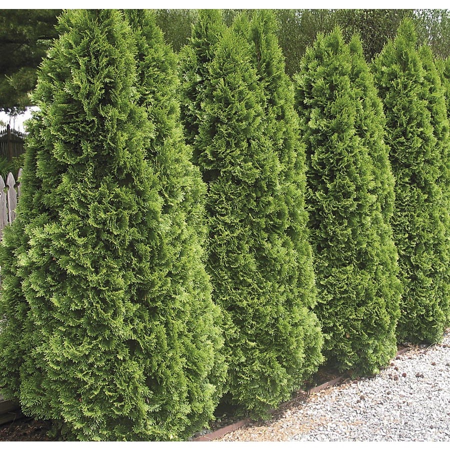 Emerald Green Arborvitae Screening Shrub in Pot (With Soil