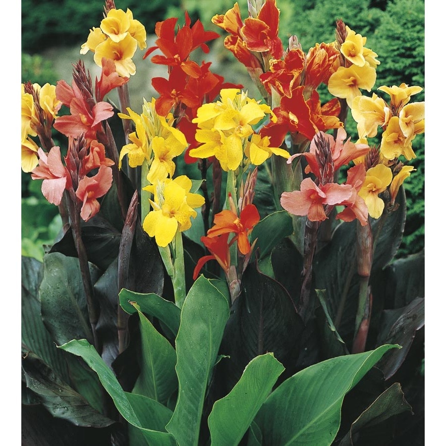 1-gallon-potted-canna-lily-lb3461b-at-lowes